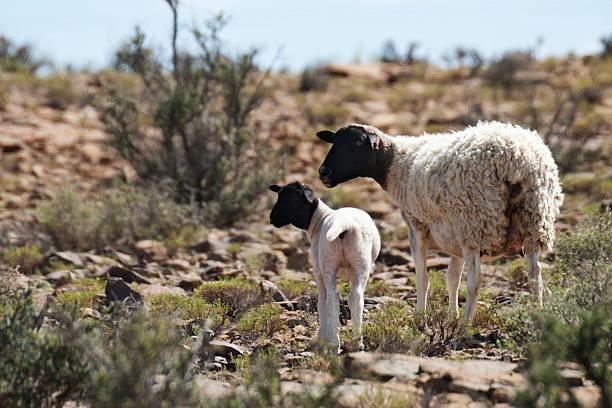Sheep with lamb in the field Dorper with lamb